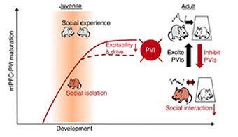 Affective Neuroscience